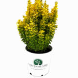 Golden Rocket Barberry photo 1