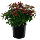 Katsura Pieris photo 1