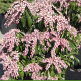 Katsura Pieris photo 2
