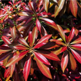 Katsura Pieris photo 3