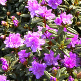 Ramapo Rhododendron photo 2