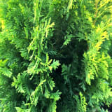 Degroot's Spire Arborvitae photo 3