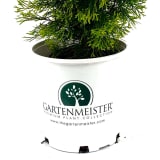 Highlights™ Arborvitae photo 1