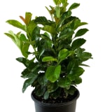 Etna® English Laurel photo 1