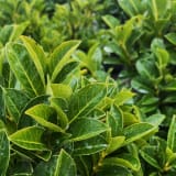 Etna® English Laurel photo 2