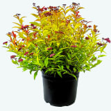 Magic Carpet Spirea photo 1