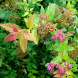 Magic Carpet Spirea photo 2