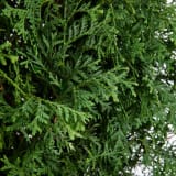 Skybound Arborvitae photo 2