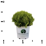 Sun Button™ Globe Arborvitae photo 2