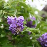 Amethyst Falls Wisteria photo 1