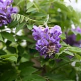 Amethyst Falls Wisteria photo 2