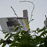 Amethyst Falls Wisteria photo 3