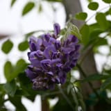 Amethyst Falls Wisteria photo 4