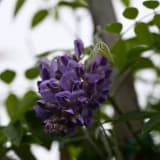 Amethyst Falls Wisteria photo 5