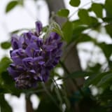 Amethyst Falls Wisteria photo 6