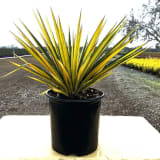 Color Guard Yucca photo 1