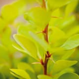 Golden Rocket Barberry photo 4