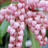 Katsura Pieris photo 4