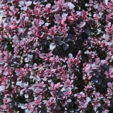 Concorde Barberry photo 2