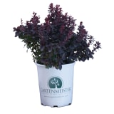 Concorde Barberry photo 1