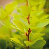 Golden Rocket Barberry photo 3