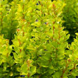 Golden Rocket Barberry photo 2