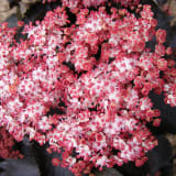 Black Tower Elderberry photo 4