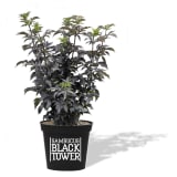 Black Tower Elderberry photo 1
