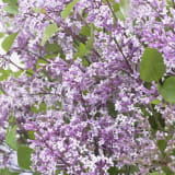 Flowerfesta® Purple Lilac photo 3