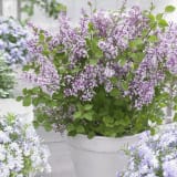 Flowerfesta® Purple Lilac photo 2