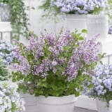 Flowerfesta® Purple Lilac photo 1