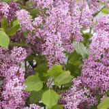 Flowerfesta® Pink Lilac photo 3