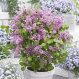 Flowerfesta® Pink Lilac photo 2