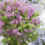 Flowerfesta® Pink Lilac photo 1