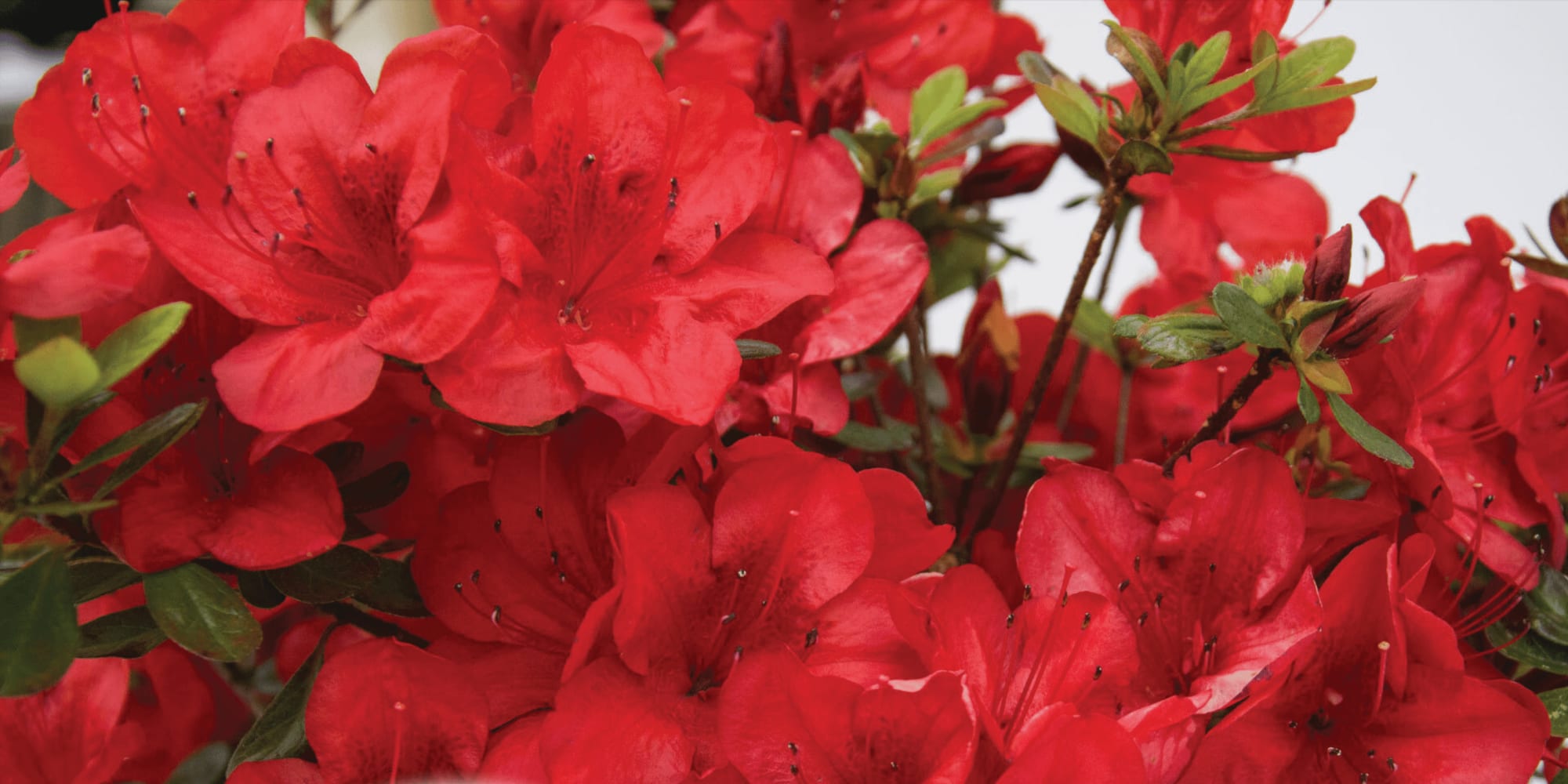 FlorAmore Red Azalea in bloom