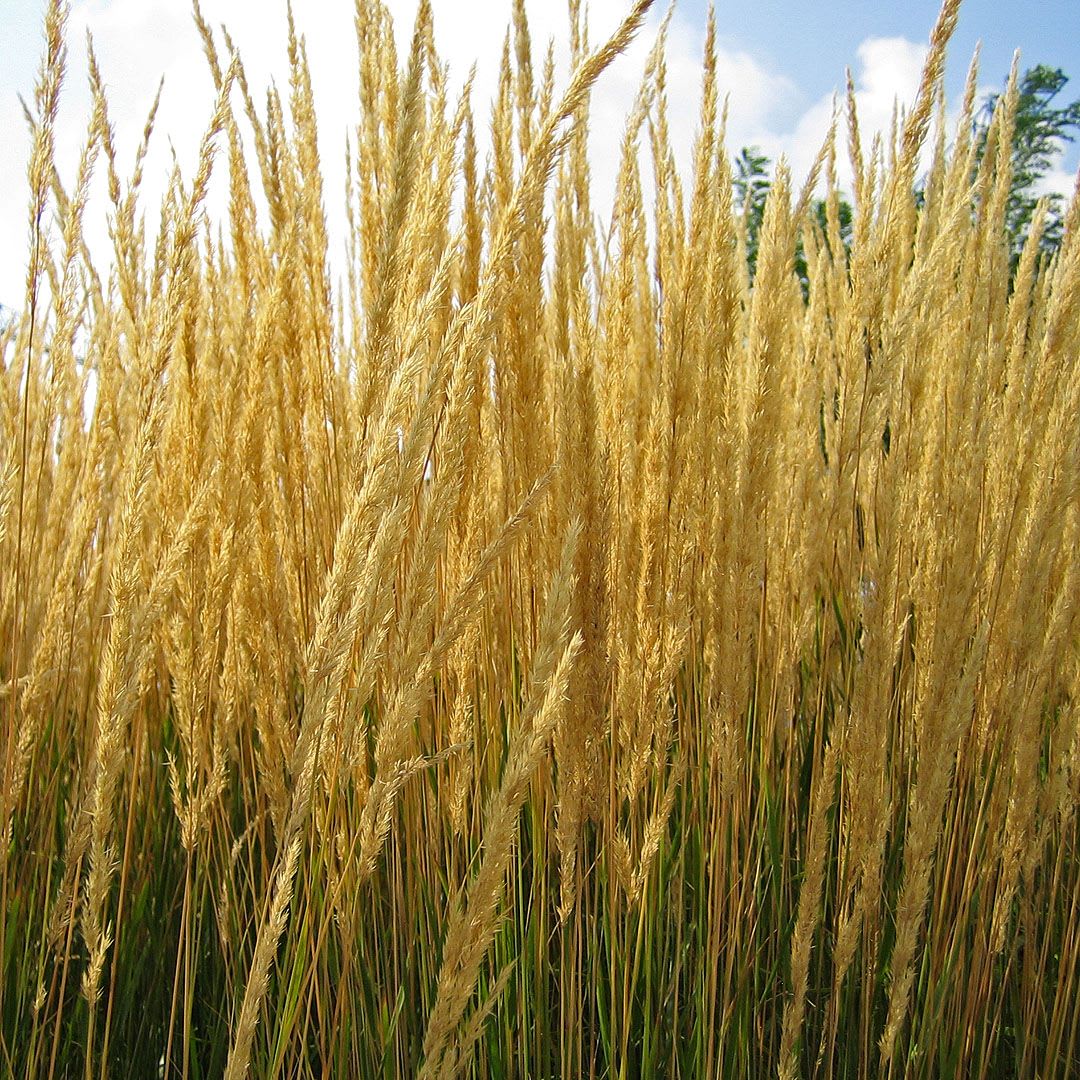 Calamagrostis a. 'K. Foerster' – Feather Reed Grass