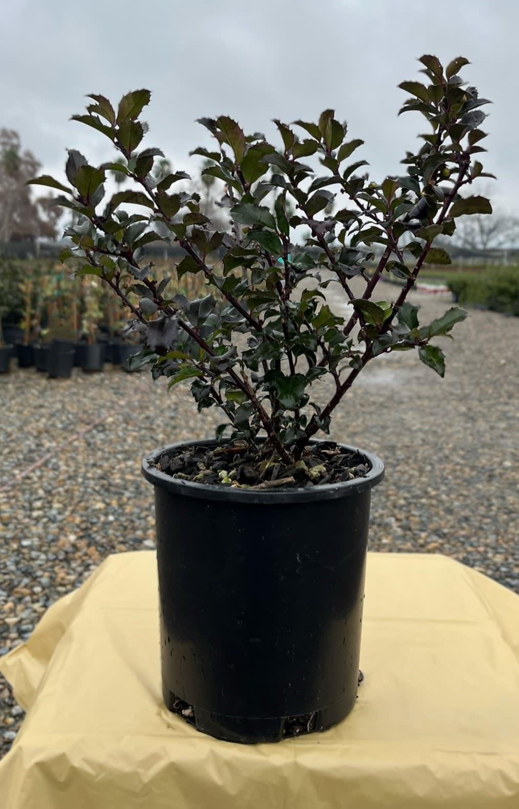 Ilex x meserveae 'Blue Prince' – Blue Prince Holly