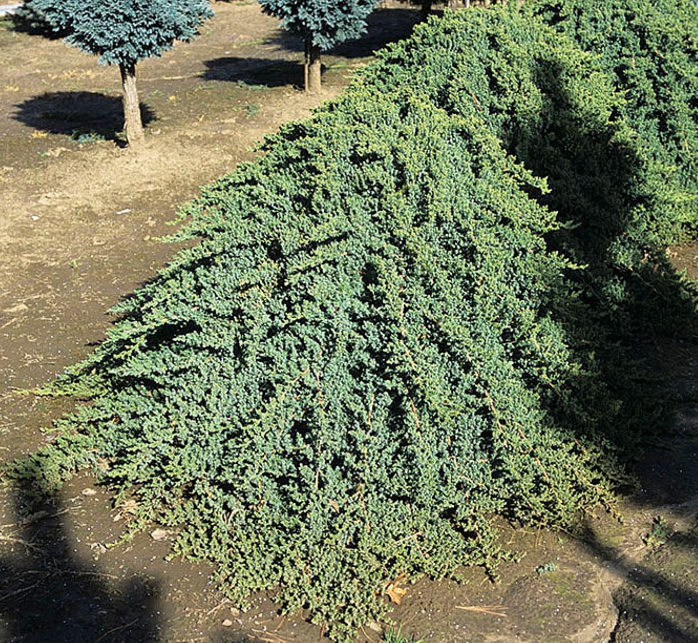 Juniperus p. 'Green Mound' – Green Mound Juniper