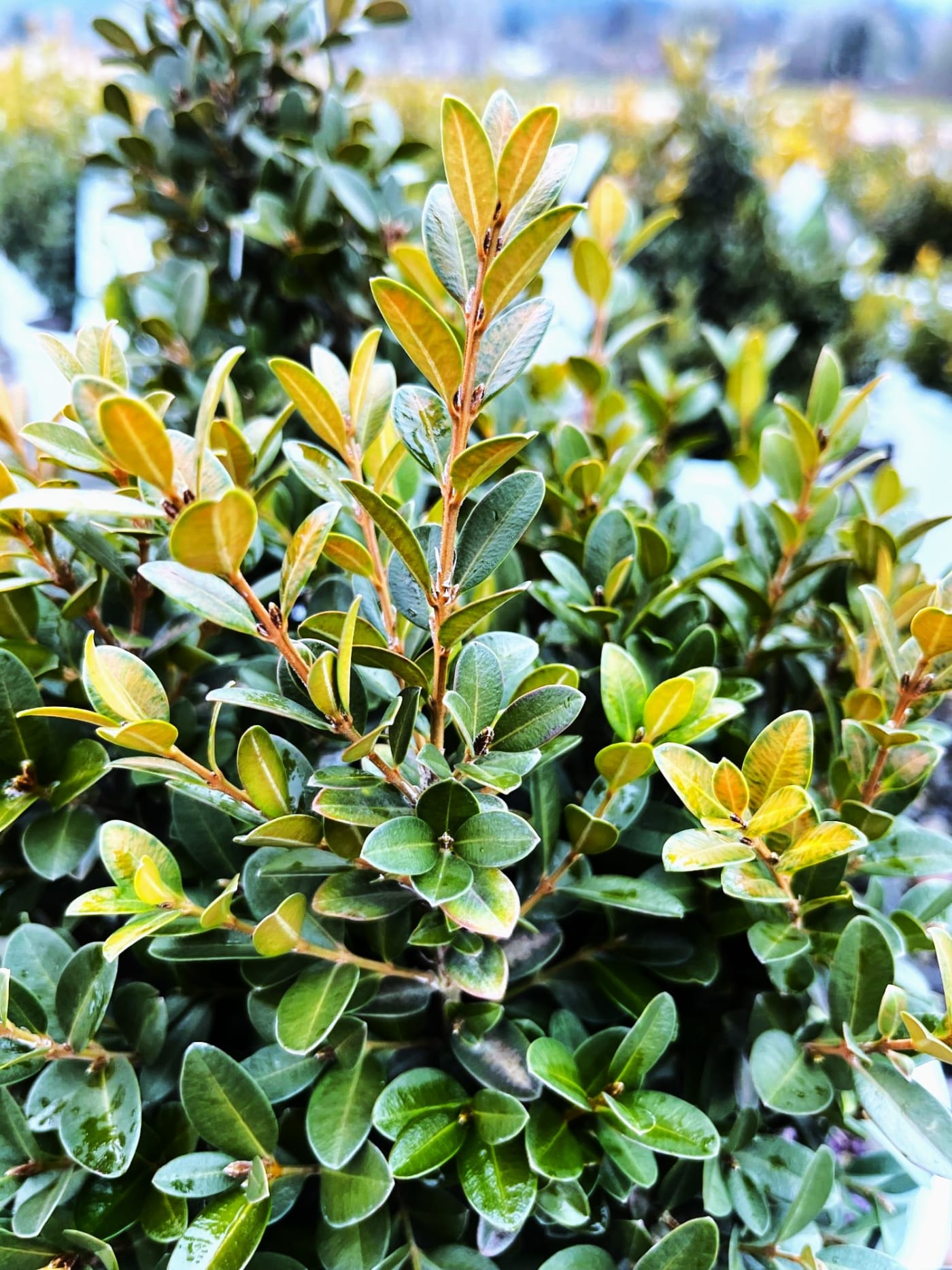 Buxus m. 'Little Missy' – Little Missy Boxwood