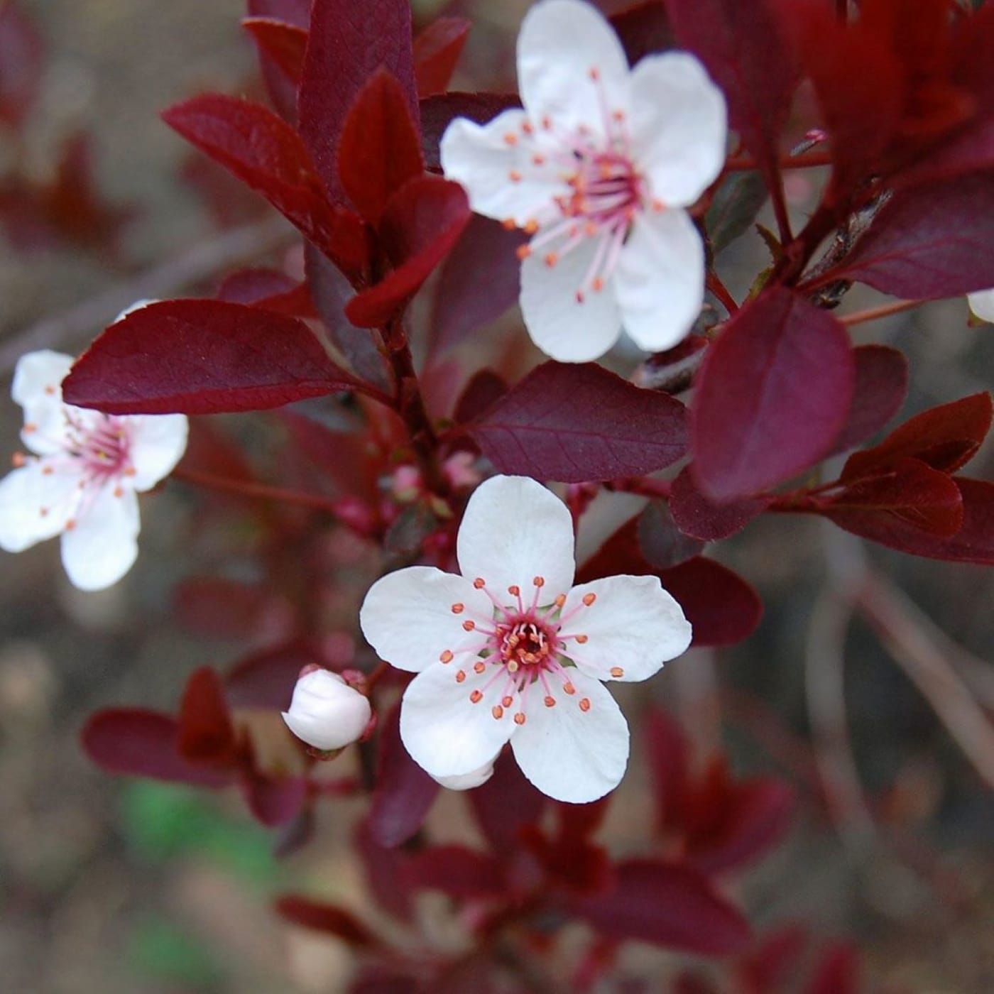 Prunus x cistena – Purple Leaf Sand Cherry