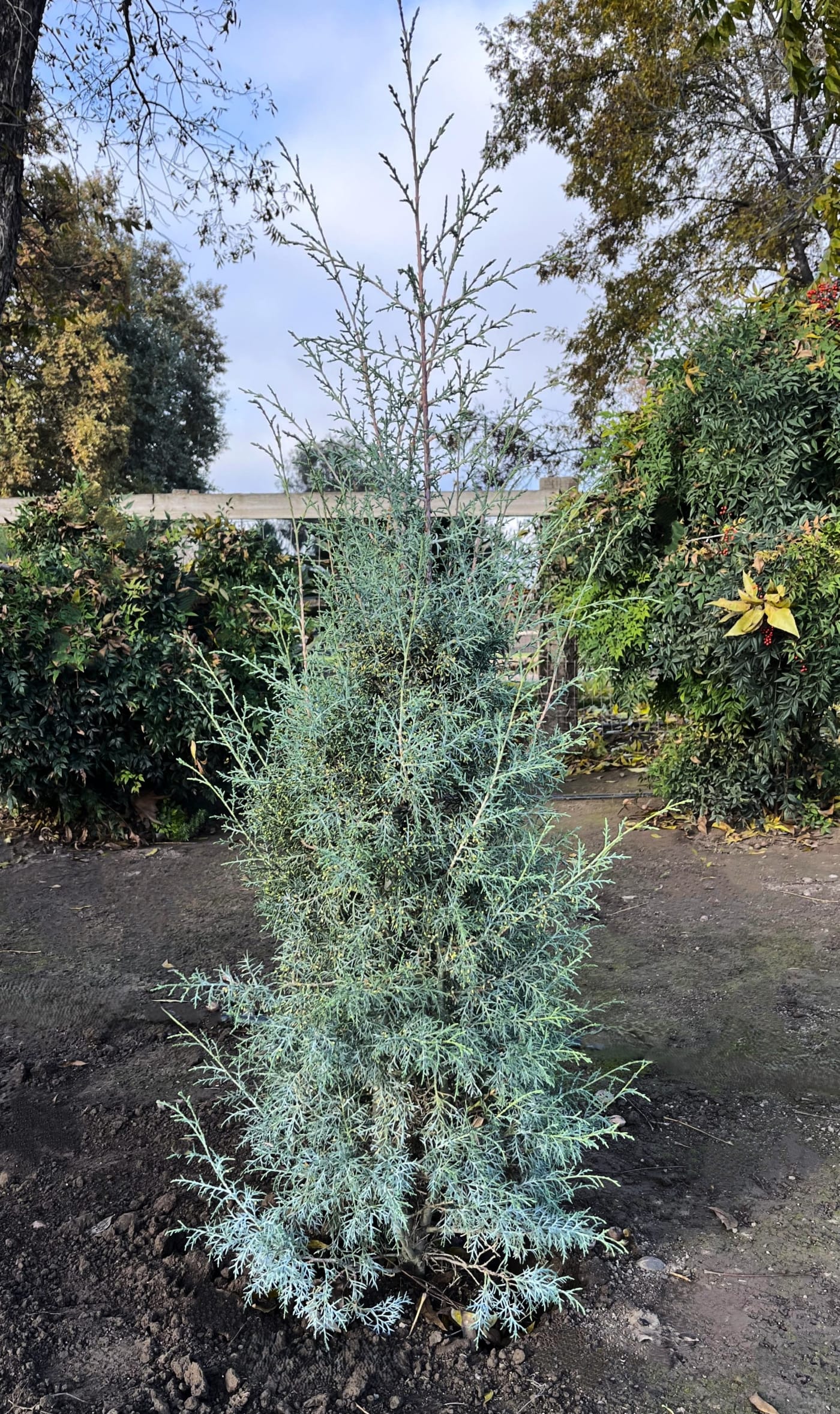 Cupressus a 'Carolina Sapphire' – Carolina Sapphire Cypress