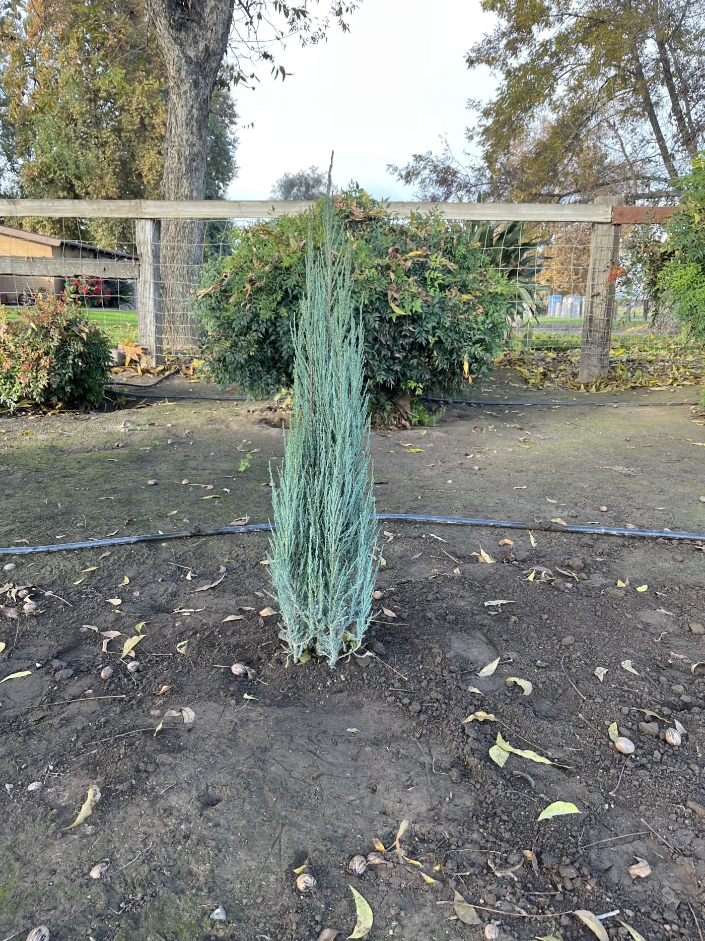 Juniperus v. 'Blue Arrow' – Blue Arrow Juniper