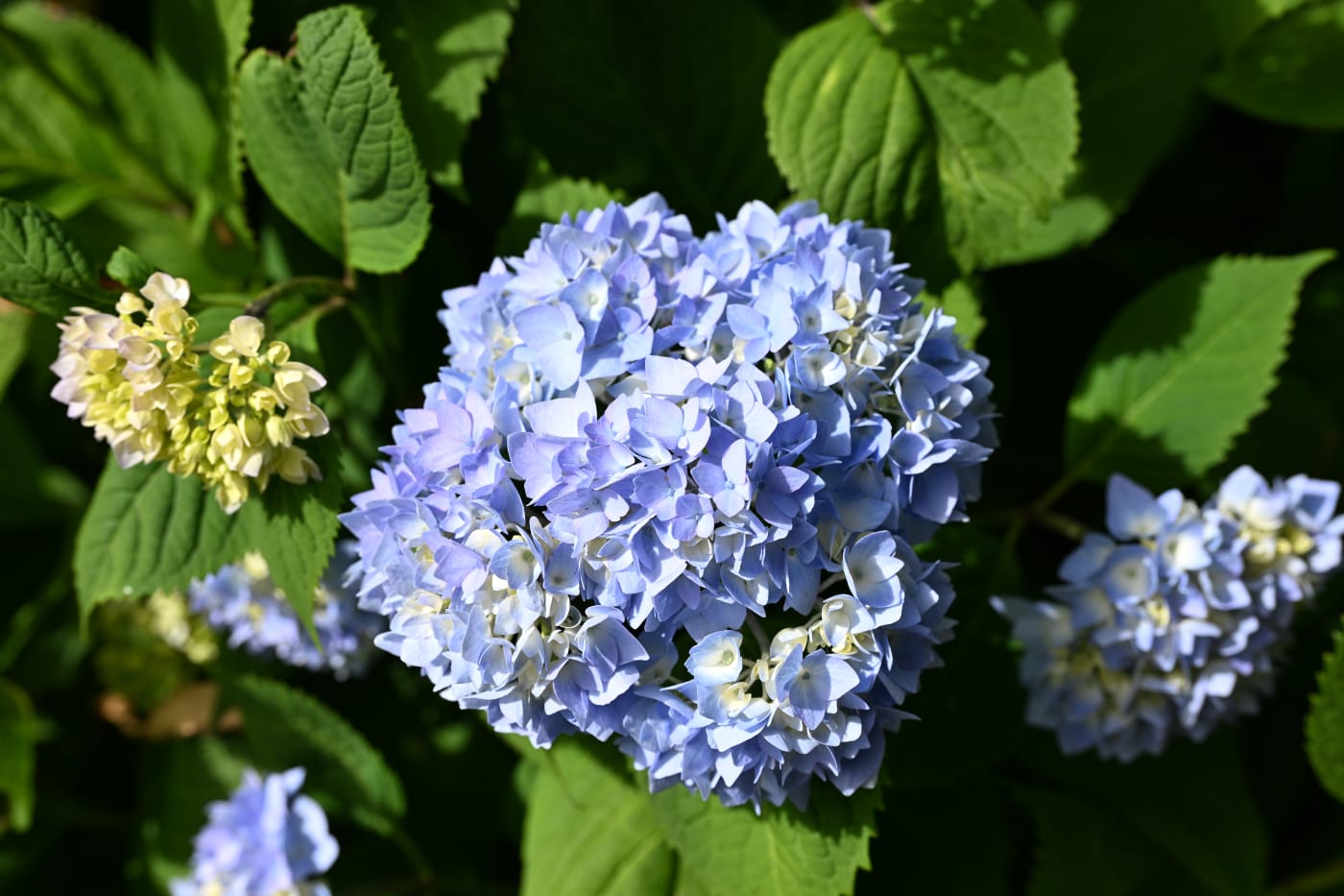 Hydrangea m. 'Bailmer' – Endless Summer® Hydrangea