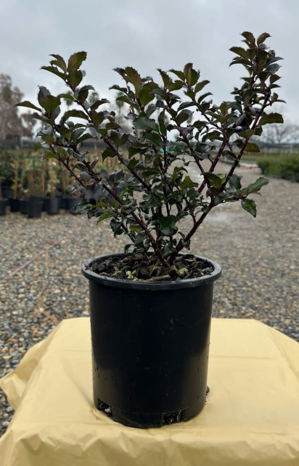 Ilex x meserveae 'Blue Prince' – Blue Prince Holly