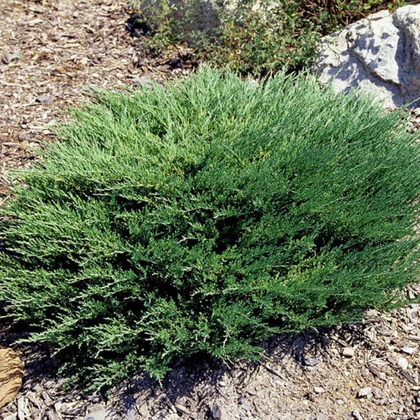 Juniperus h. 'Youngstown' – Youngstown Andorra Juniper