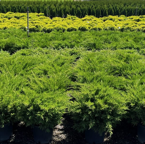 Juniperus c. 'Sea Green' – Sea Green Juniper
