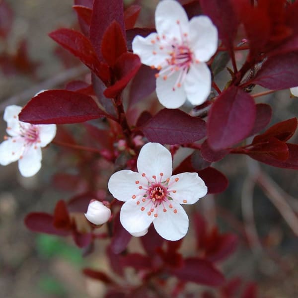 Prunus x cistena – Purple Leaf Sand Cherry