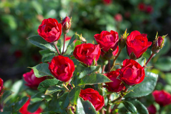 Rosa 'Meibenbino' – The Petite Knock Out® Rose