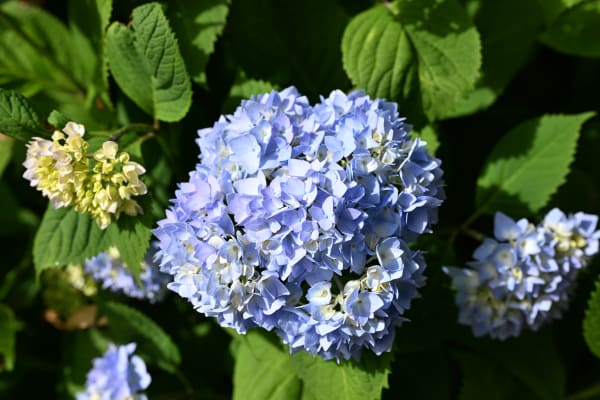 Hydrangea m. 'Bailmer' – Endless Summer® Hydrangea