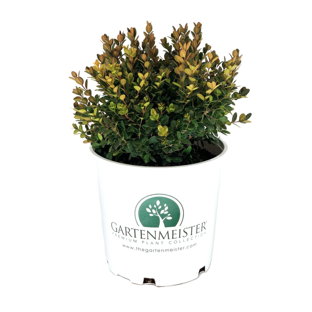 Little Missy Boxwood